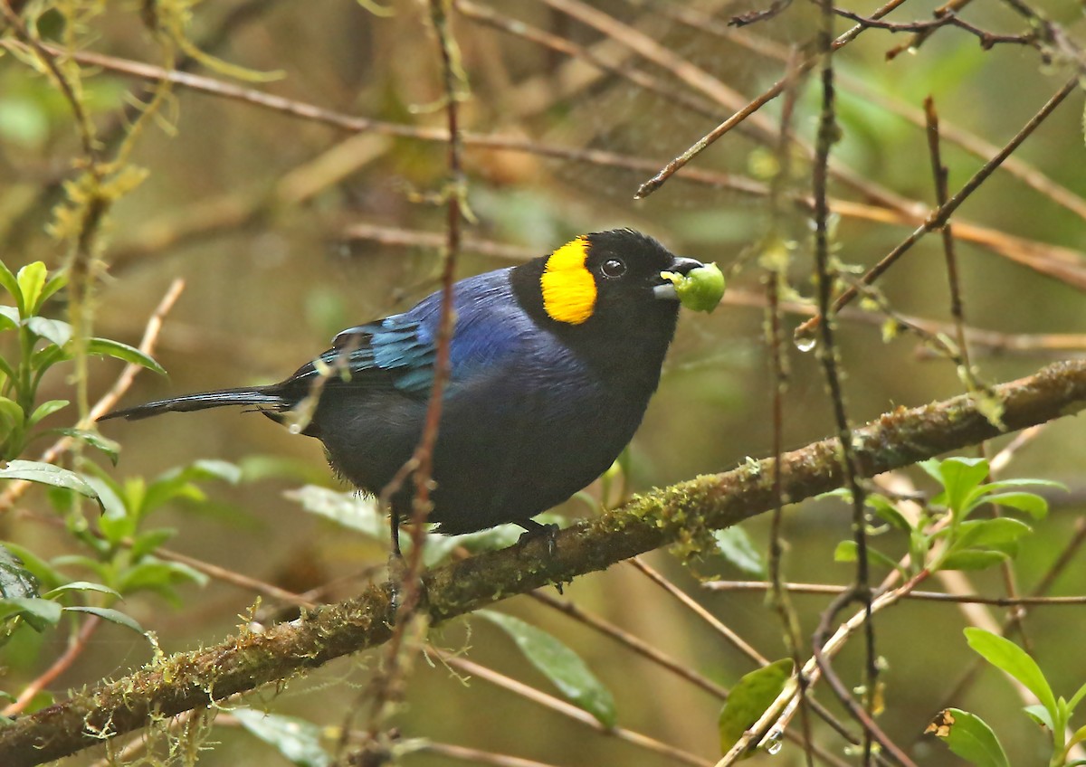 Yellow-scarfed Tanager - ML196408171
