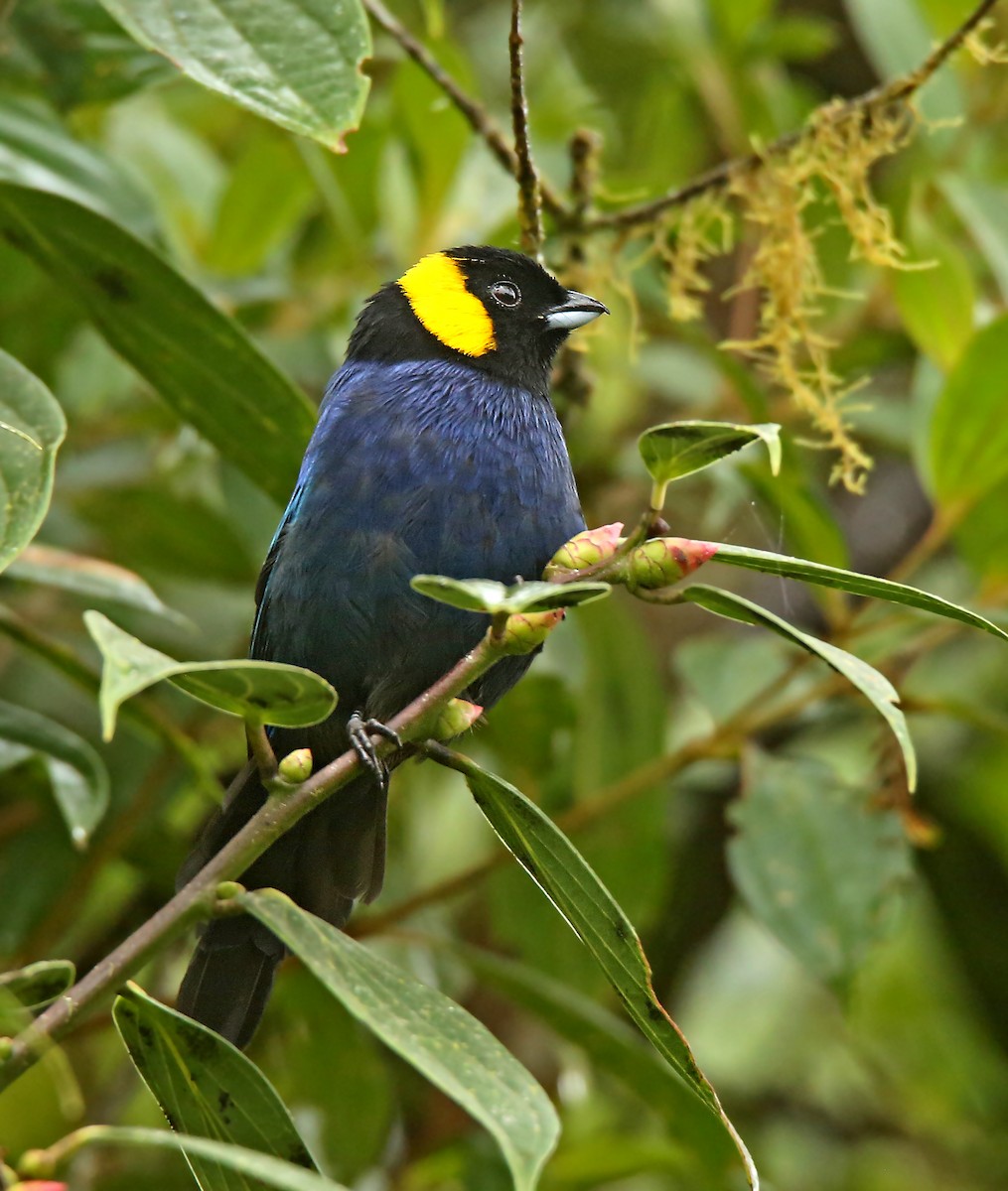 Yellow-scarfed Tanager - ML196408181