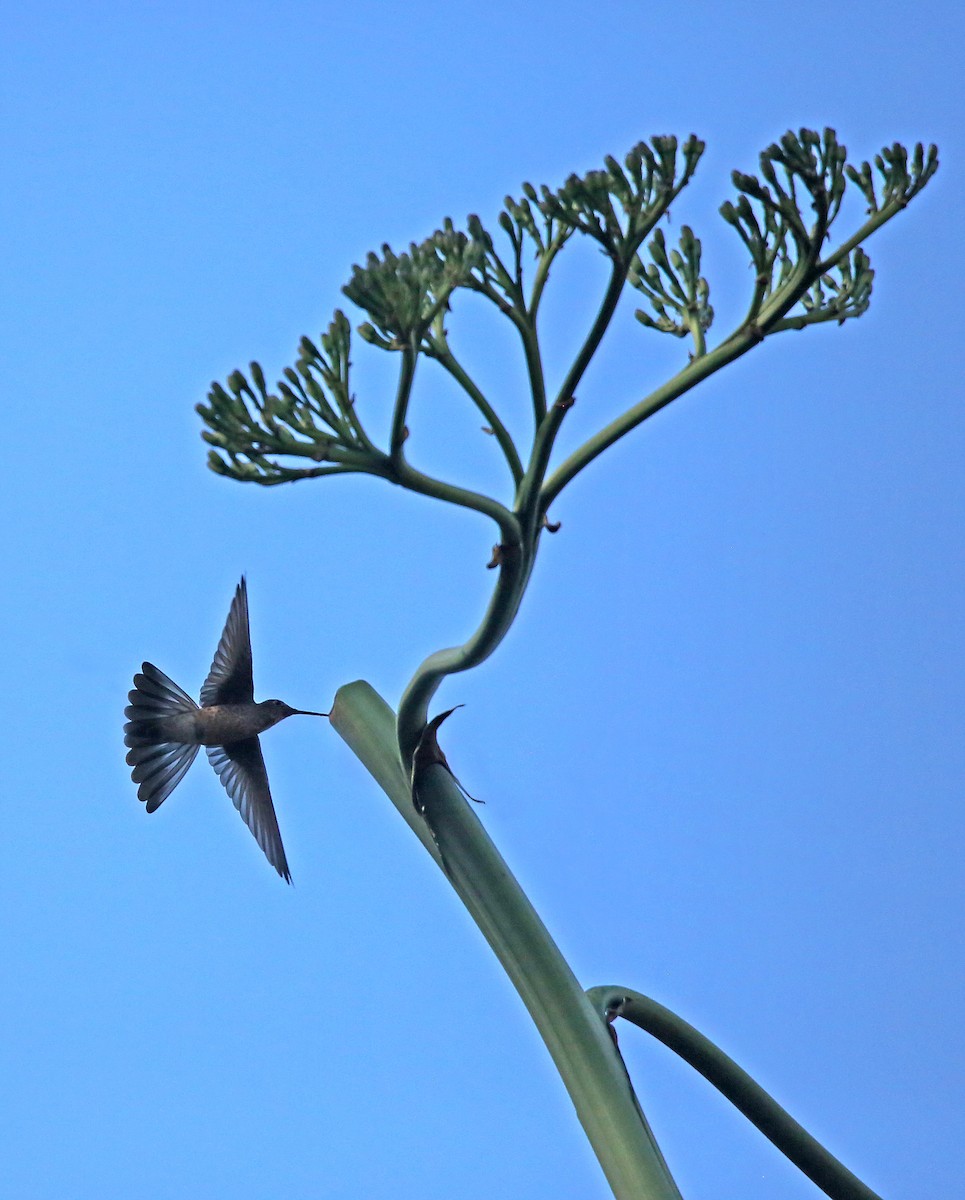 Giant Hummingbird - Roger Ahlman