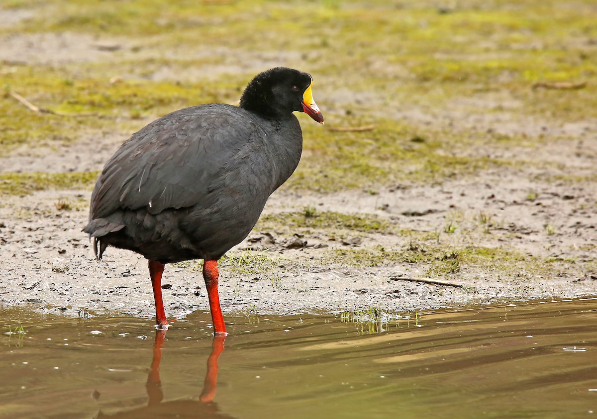 Giant Coot - ML196409841