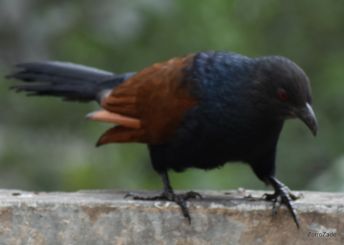 Greater Coucal - Meenal Zade