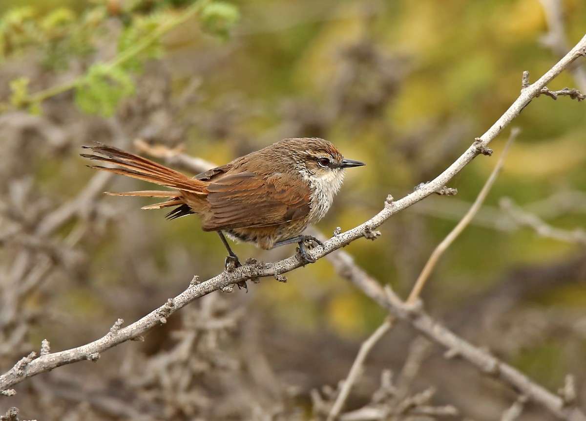 Necklaced Spinetail - Roger Ahlman