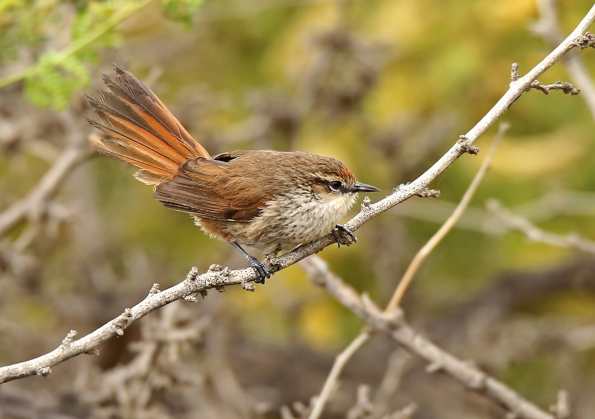 Necklaced Spinetail - ML196413761