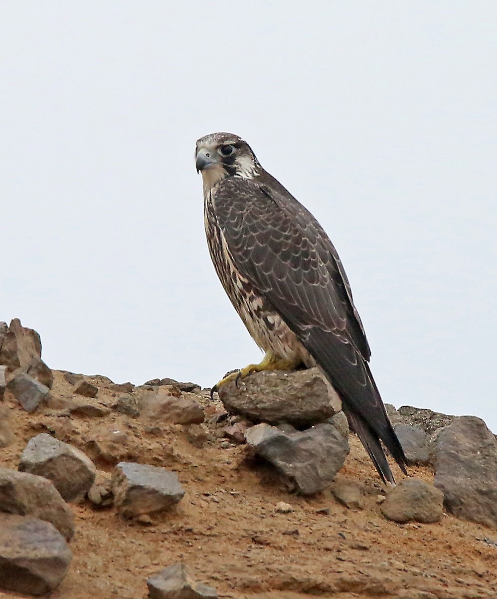 Peregrine Falcon (Tundra) - Roger Ahlman