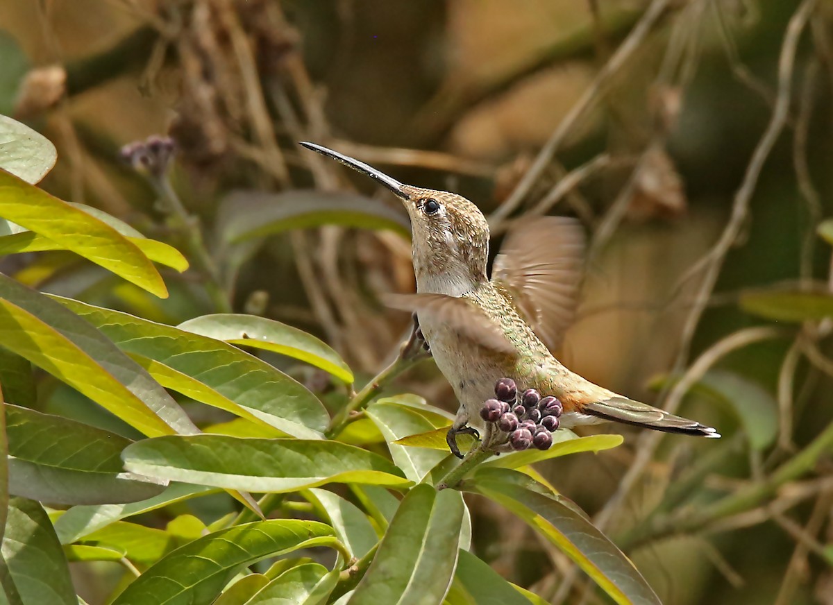 Oasis Hummingbird - Roger Ahlman