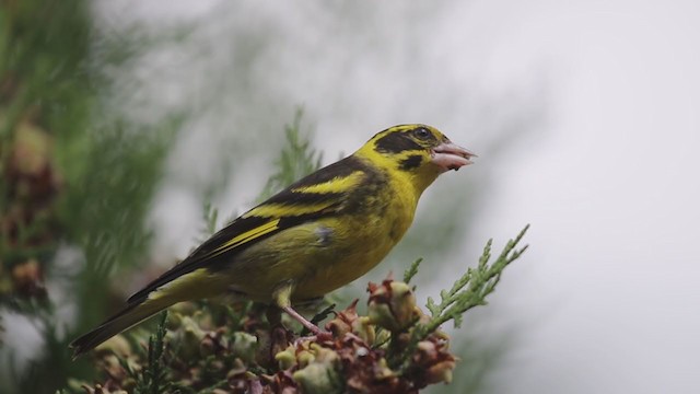Yellow-breasted Greenfinch - ML196415971