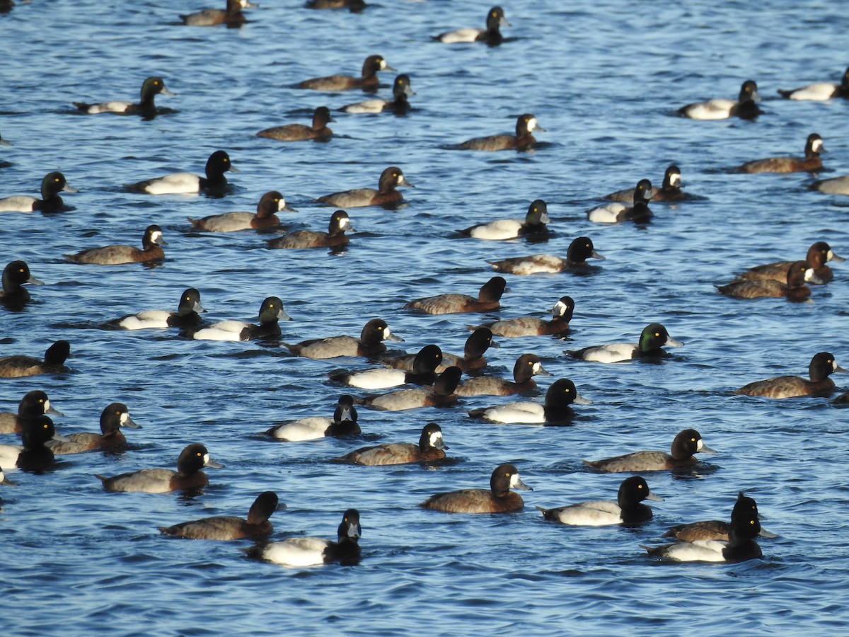 Greater Scaup - ML196415981