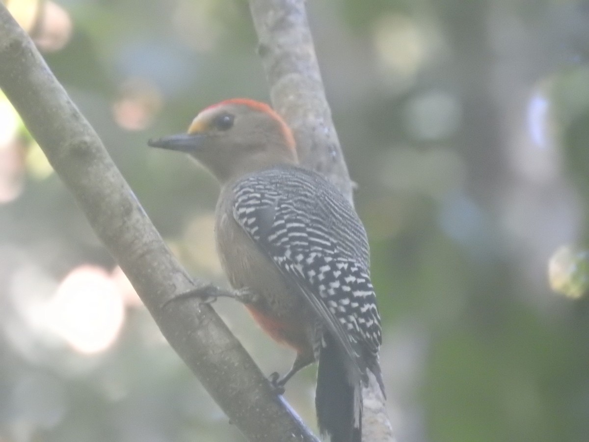 Yucatan Woodpecker - ML196419261