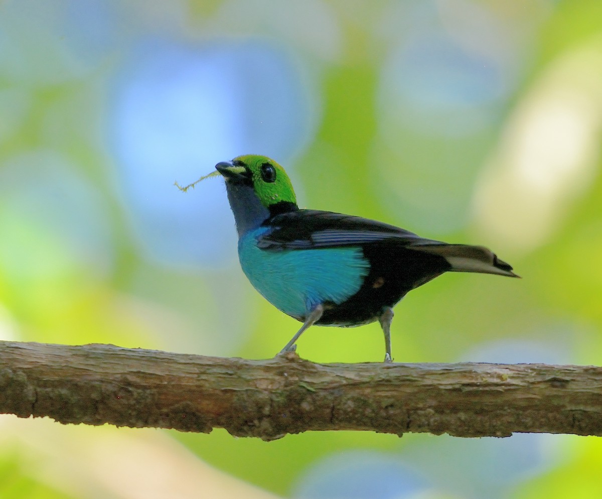 Paradise Tanager - ML196423391