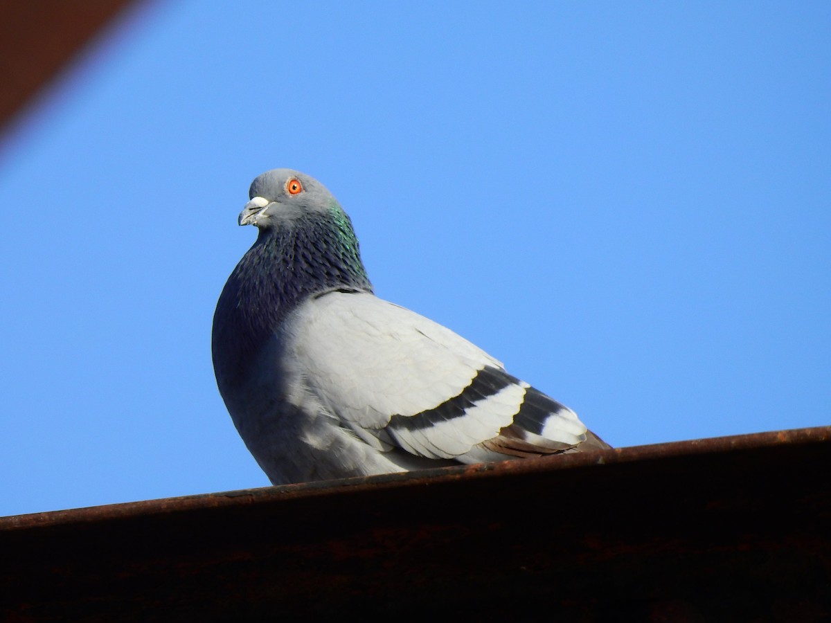 Rock Pigeon (Feral Pigeon) - ML196423411