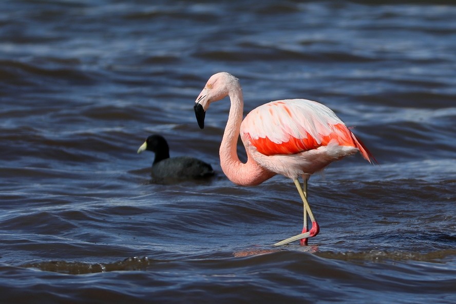 Chilean Flamingo - Dietmar PETRAUSCH
