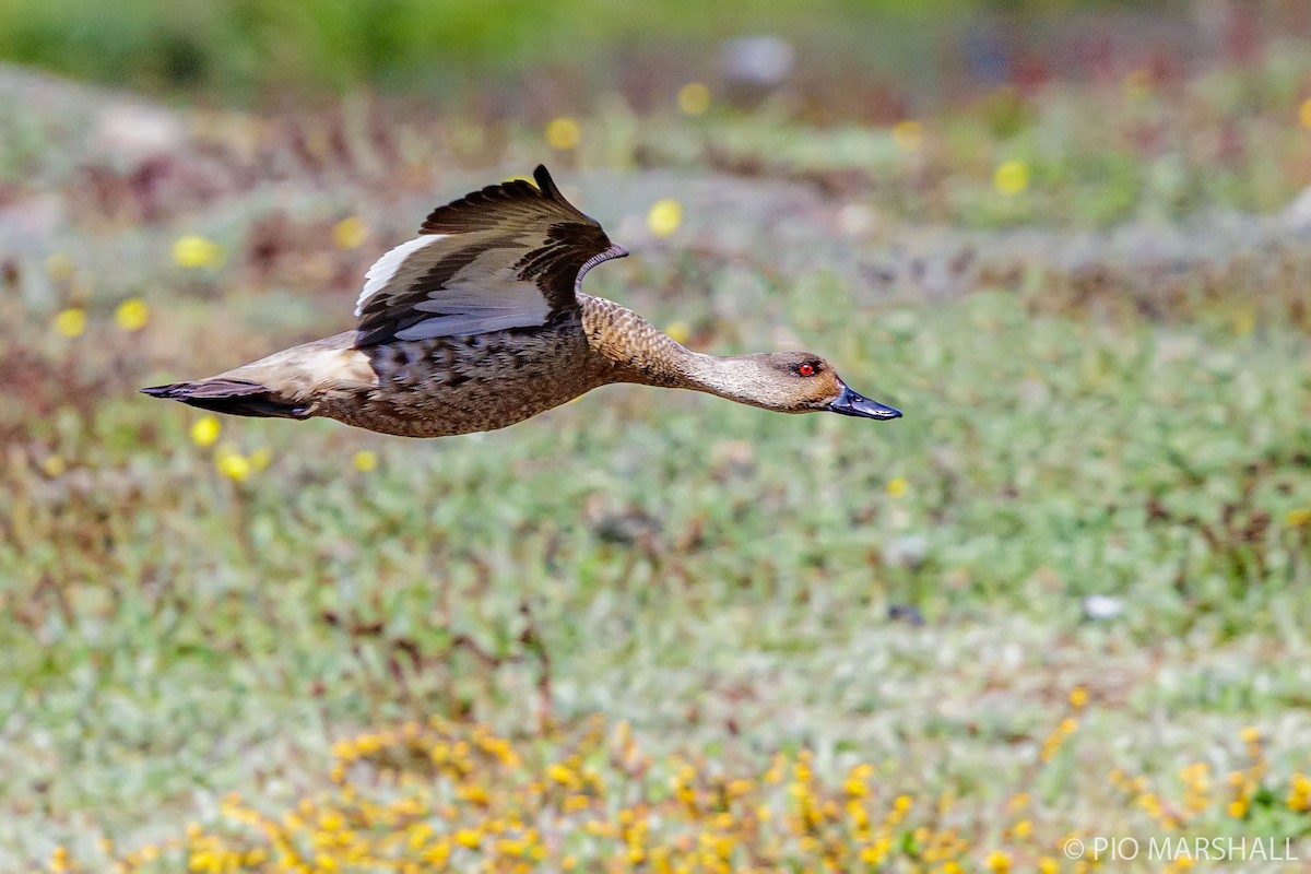 Crested Duck - ML196424451