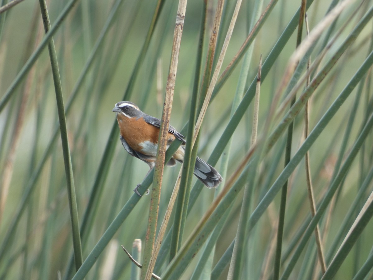 Black-and-rufous Warbling Finch - ML196428241