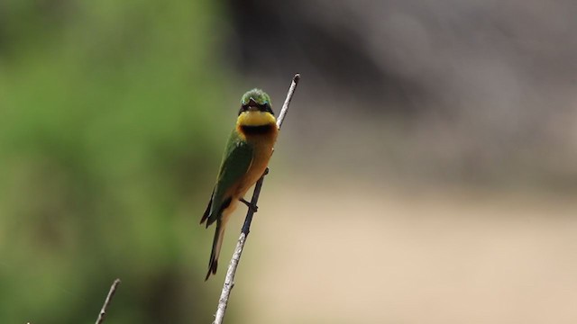 Little Bee-eater - ML196434601