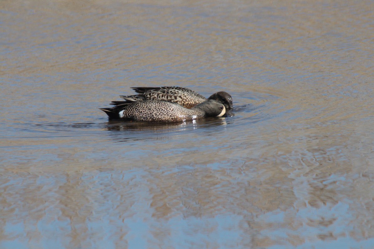 Blue-winged Teal - ML196434941