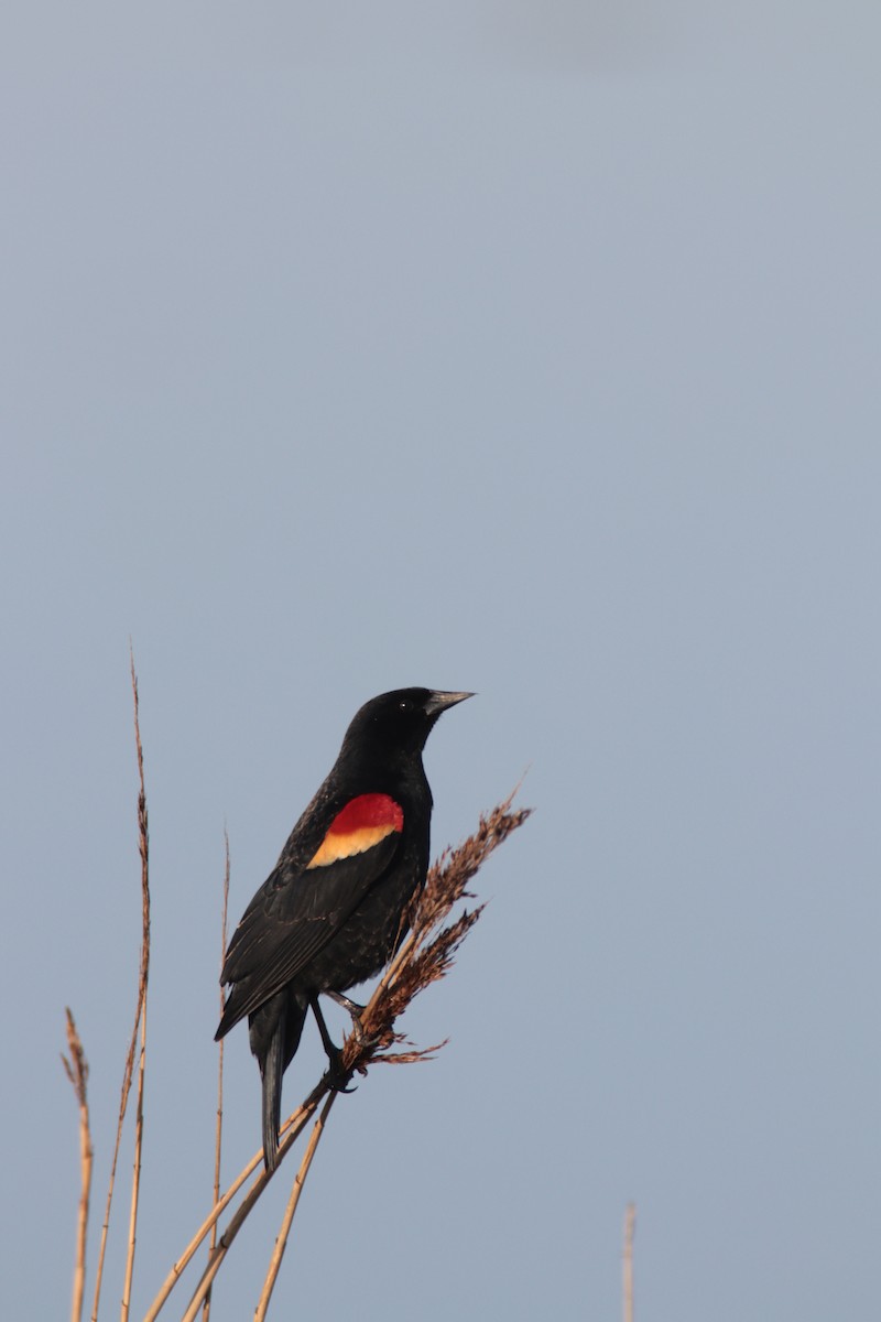 Red-winged Blackbird - ML196435101