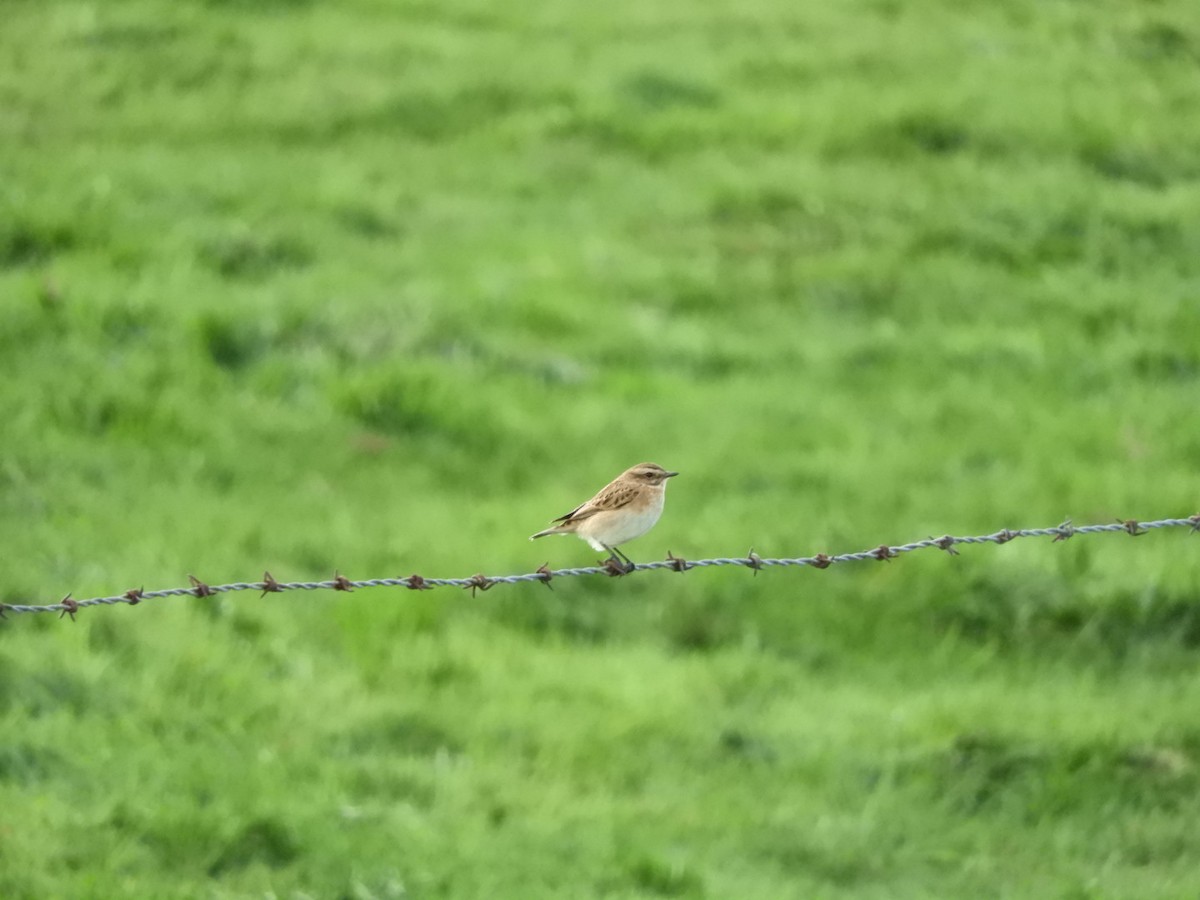 Whinchat - Charlie Murphy