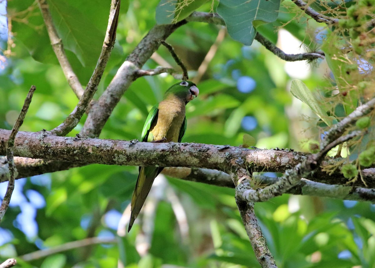 Olive-throated Parakeet (Jamaican) - Noreen Baker
