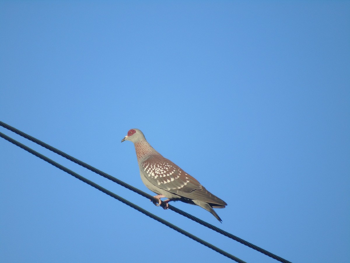 Speckled Pigeon - Carlos Pereira