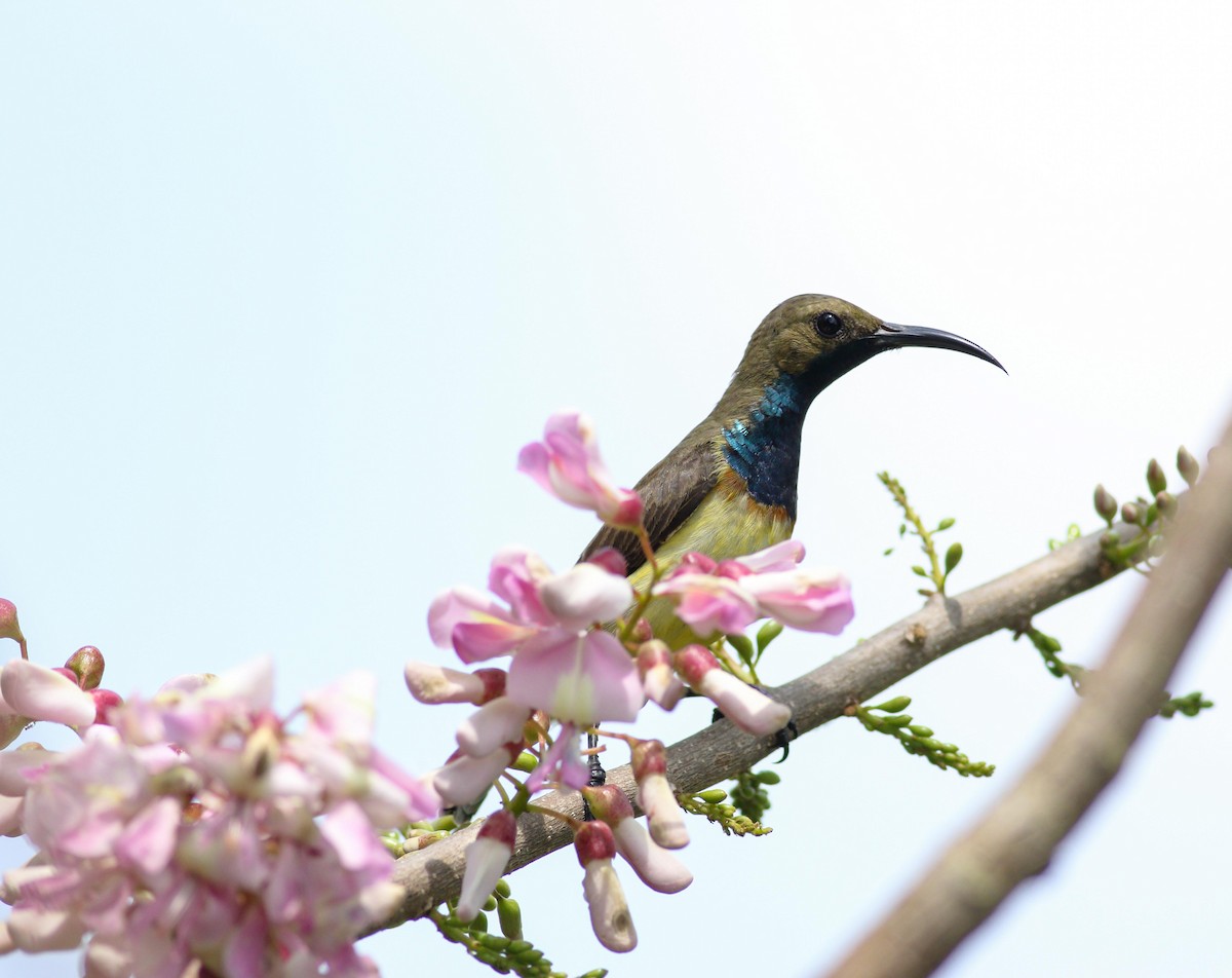 Ornate Sunbird - Wilbur Goh