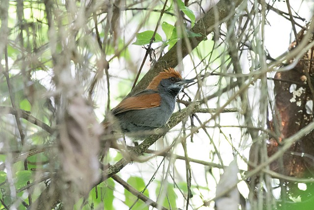 Pinto's Spinetail - ML196452361