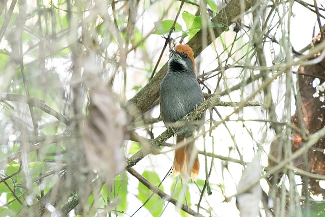 Pinto's Spinetail - ML196452371