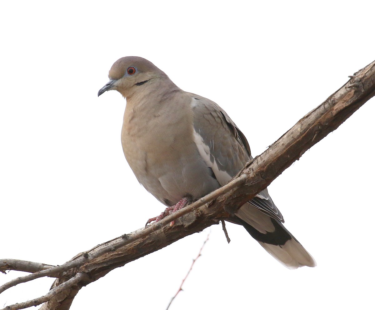 White-winged Dove - ML196454001