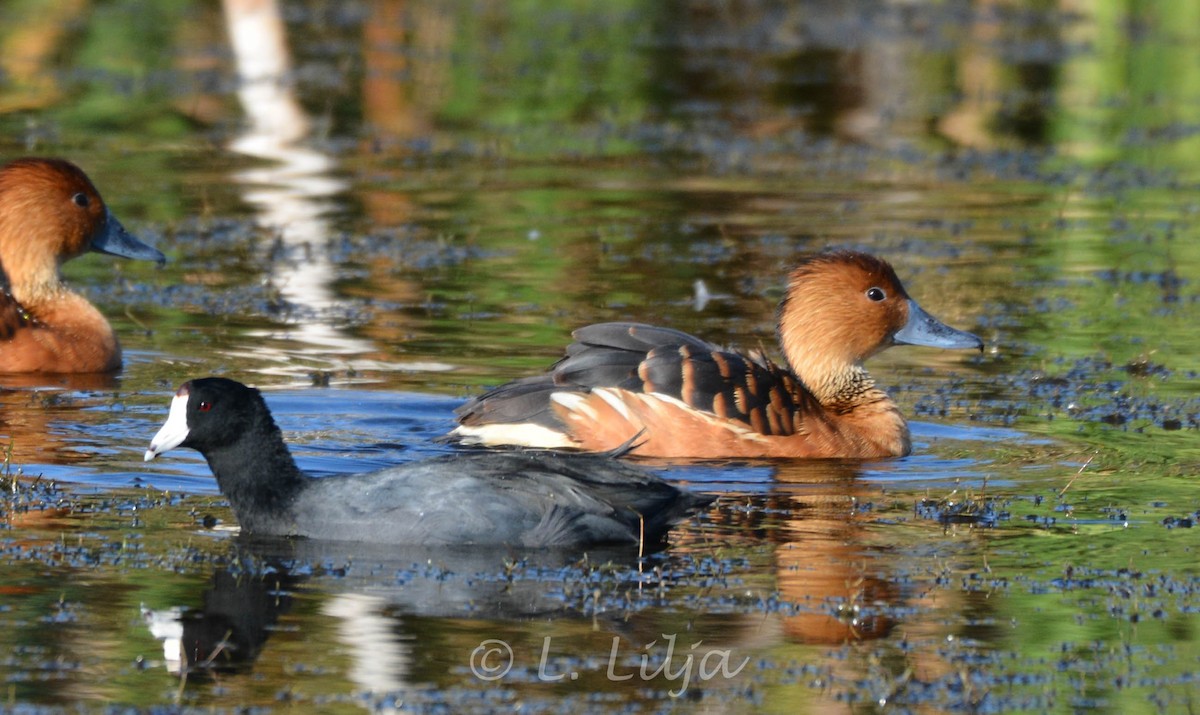 Fulvous Whistling-Duck - ML196454571