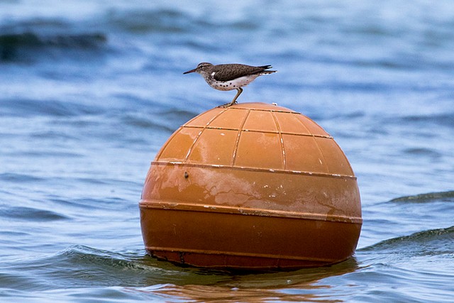 Spotted Sandpiper - Silvia Faustino Linhares