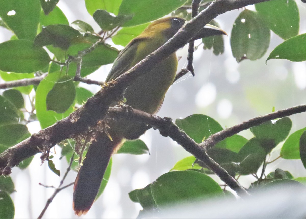 Northern Emerald-Toucanet (Violet-throated) - ML196457891
