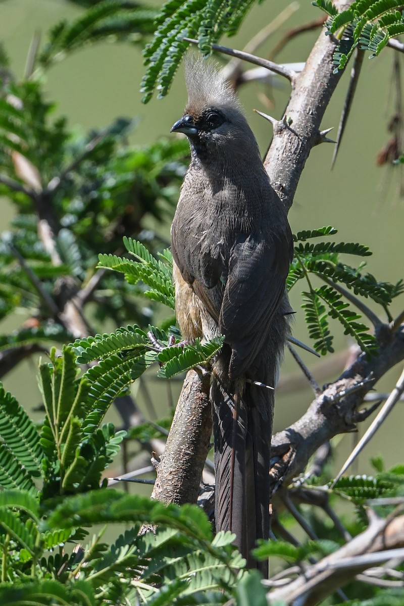 Speckled Mousebird - ML196465921