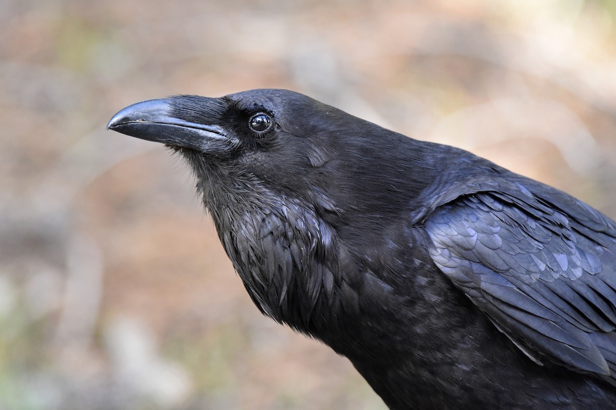 Common Raven - Daniel Irons