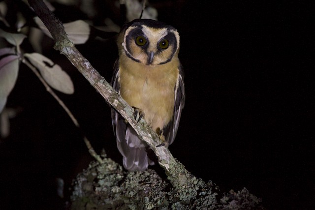 Buff-fronted Owl - ML196470871