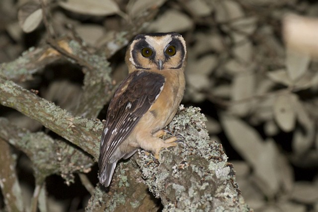 Buff-fronted Owl - ML196470881