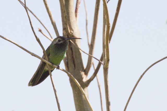 kolibřík rudozobý - ML196470951