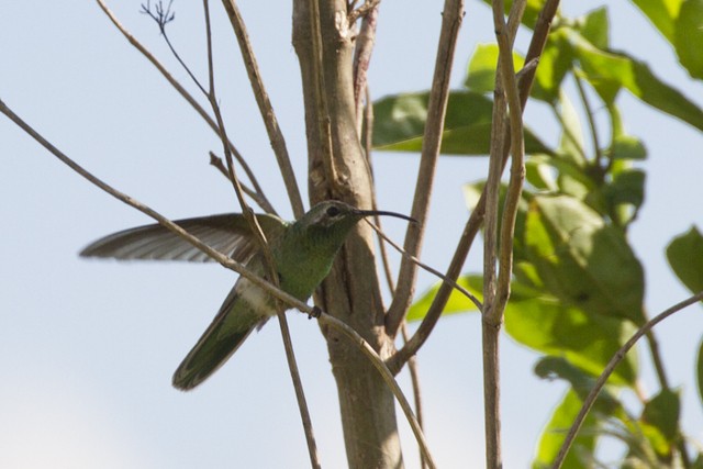 kolibřík rudozobý - ML196470961