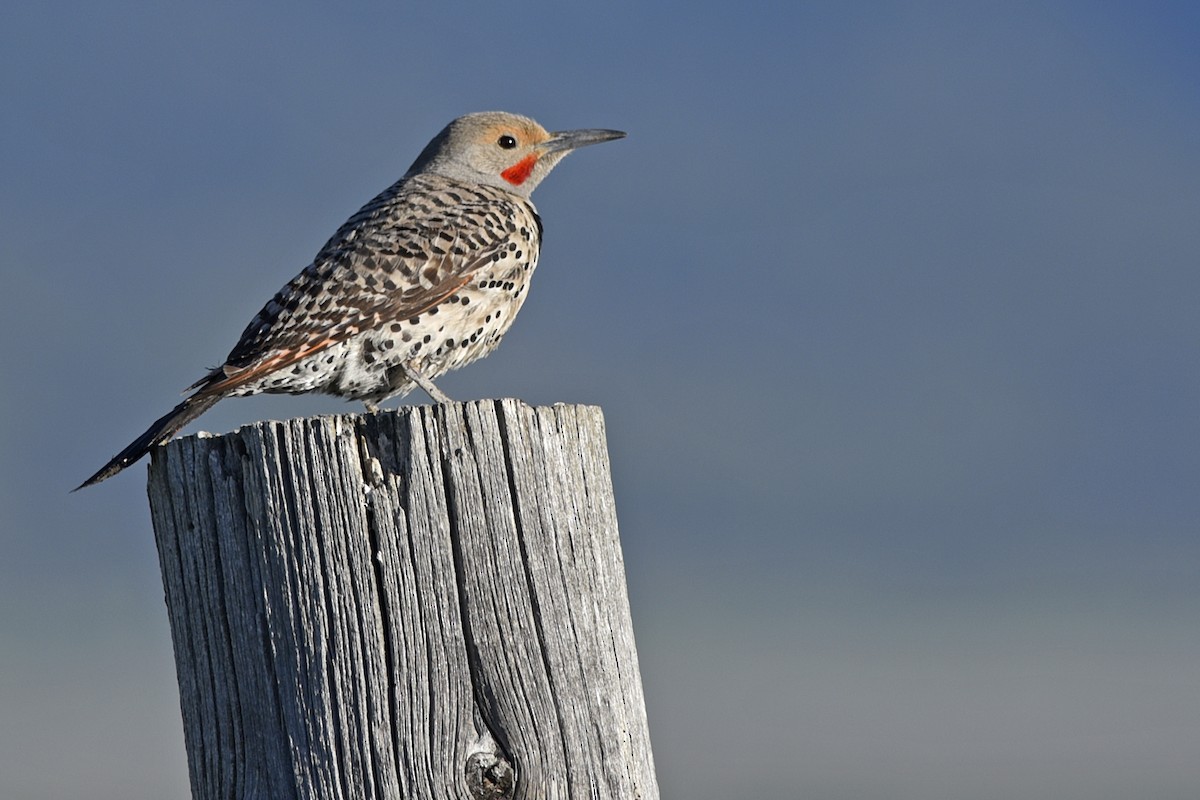 Northern Flicker (Red-shafted) - Daniel Irons