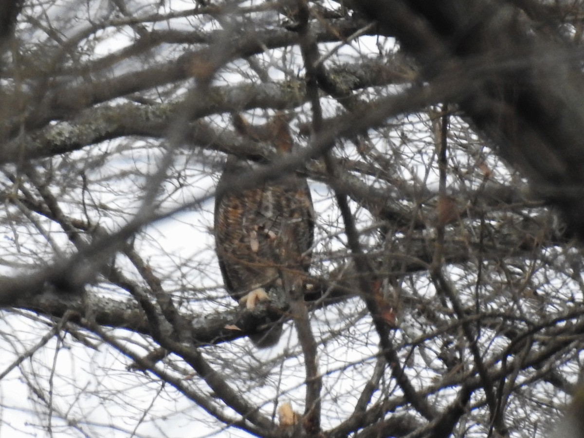 Great Horned Owl - ML196475811