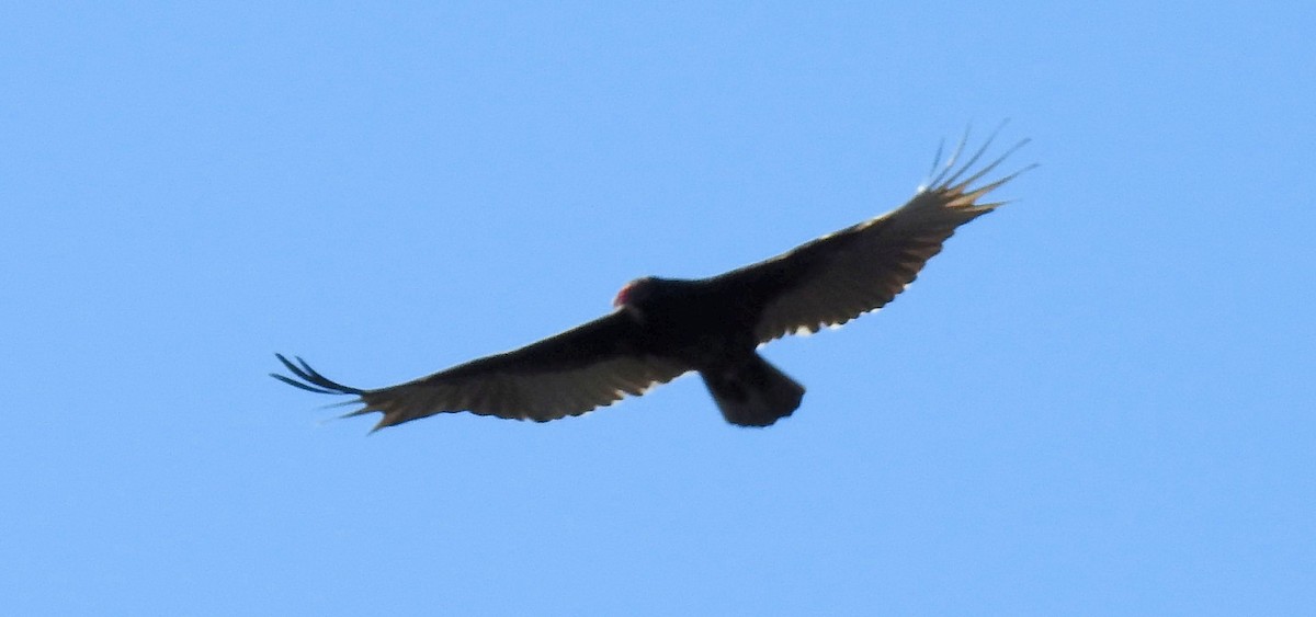 Turkey Vulture - ML196477731