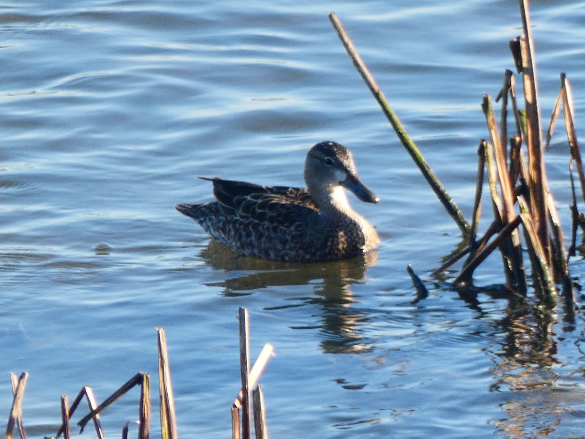 Blue-winged Teal - ML196481221