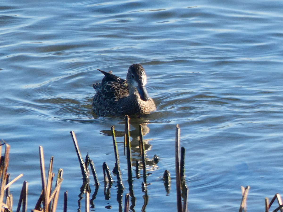 Blue-winged Teal - ML196481261