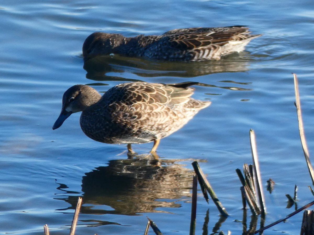 Blue-winged Teal - ML196481321