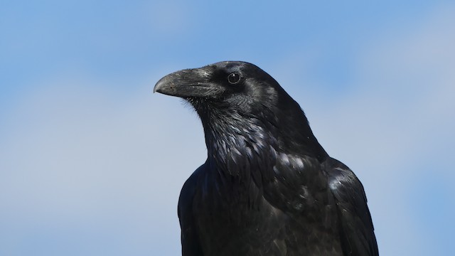 Common Raven ML196481491