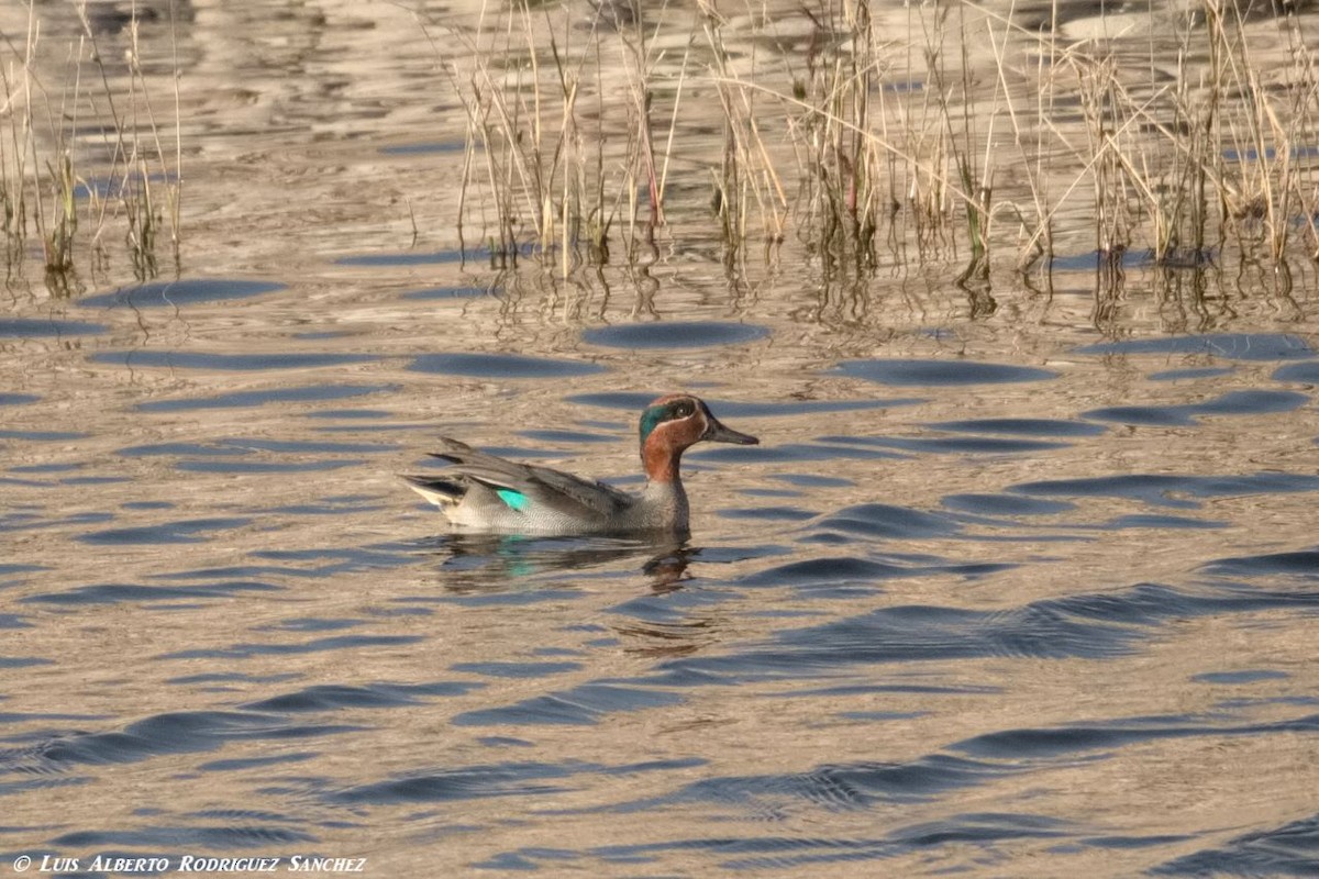 Green-winged Teal - ML196488621