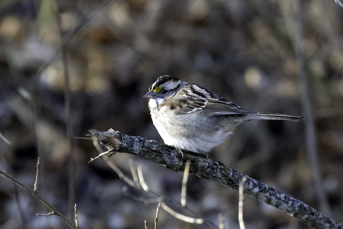 White-throated Sparrow - Colin Sumrall
