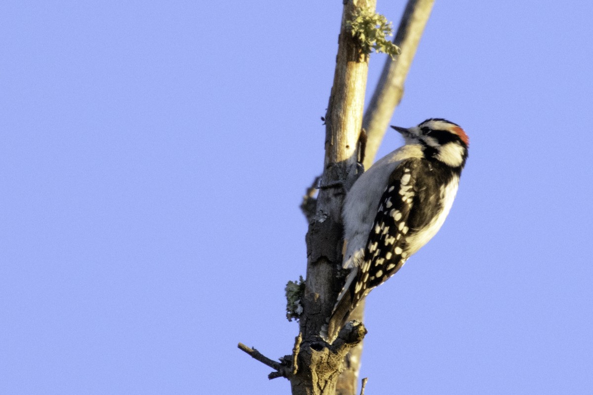 Downy Woodpecker - ML196495211