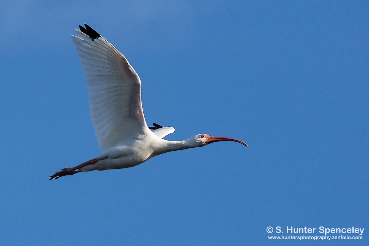 White Ibis - S. Hunter Spenceley