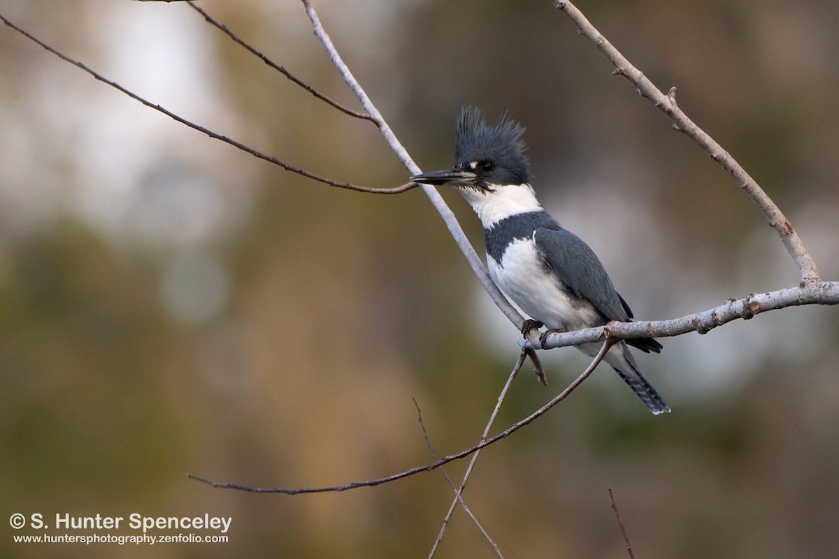 Belted Kingfisher - ML196497771