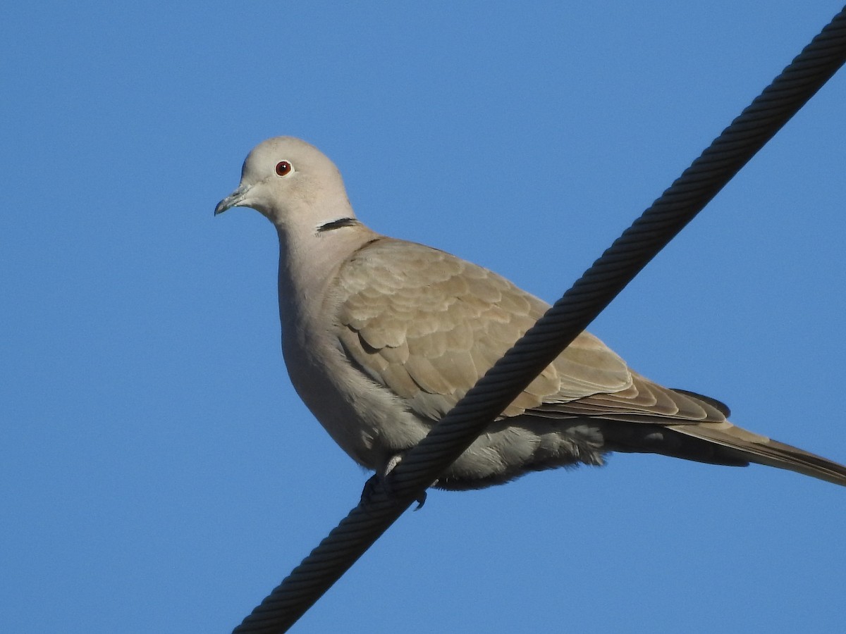 Eurasian Collared-Dove - Tommy Maloney