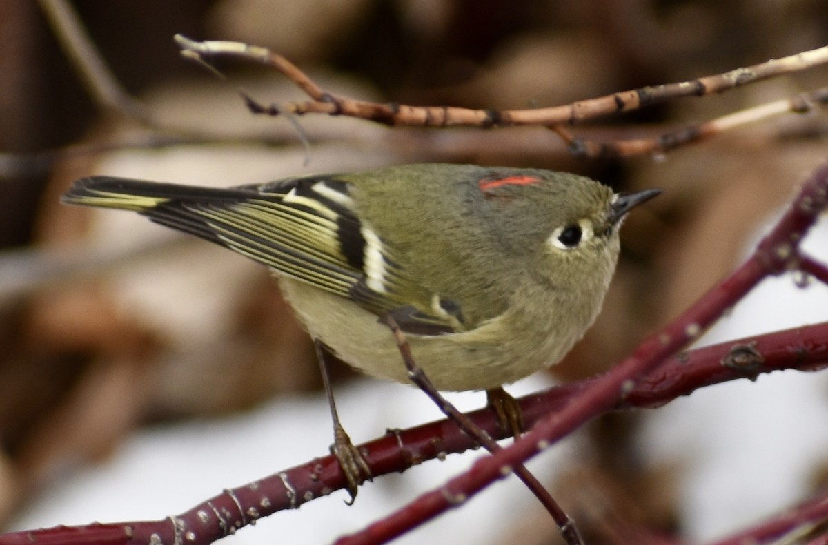 Ruby-crowned Kinglet - Kyle Fisher